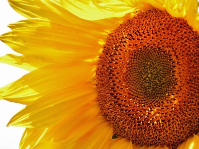 deepseek和豆包哪个好